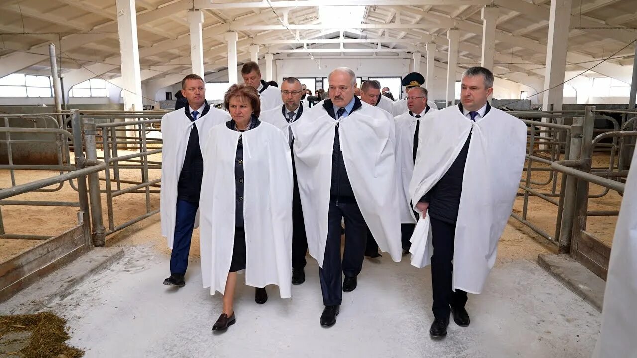 Лукашенко про корову. Лукашенко на ферме. лукашенко и коровы. лукашенко на ферме фото. отор.