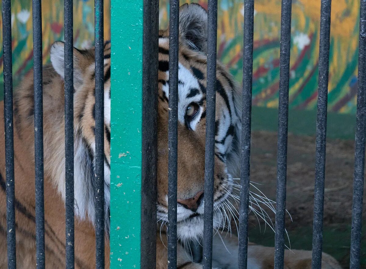 Зоопарк «садгород» г. Зоопарк в улан удэ. Передвижной зоопарк. Перевозные зоопарки. Этнографический музей народов забайкалья.