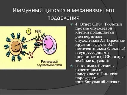 Противоопухолевый иммунный ответ