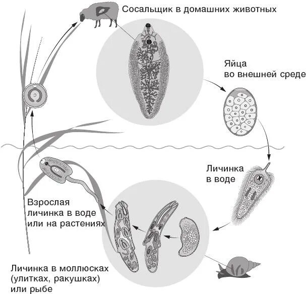 Цикл развития легочного сосальщика схема. Жизненный цикл легочного сосальщика схема. Цикл развития легочного сосальщика. Жизненный цикл легочного сосальщика. Печеночный сосальщик диагностика