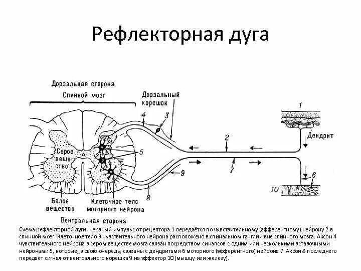 Последовательность нервного импульса по рефлекторной дуге. Последовательность нервного импульса по рефлекторной дуге