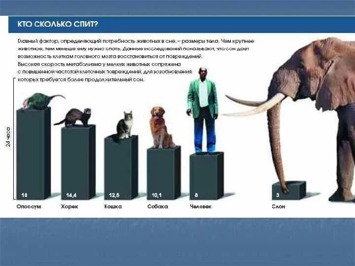 Сколько спал дали. Сколько спят слоны.