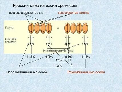 Сколько хромосом в листе огурца