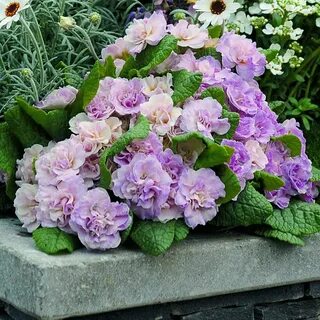 Примула балерина махровая