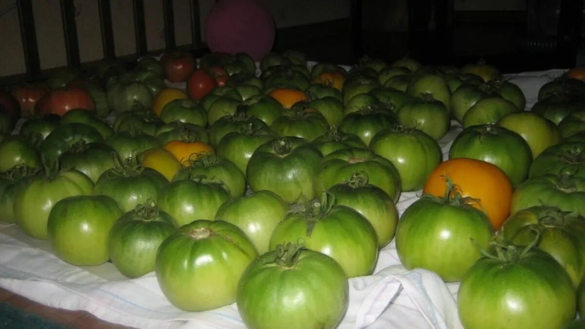 Хранение помидоров в домашних условиях. Дозревание зеленых помидор. Дозаривание томатов. Недоспелый помидор. Зеленые помидоры дозревают.