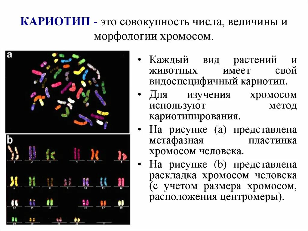 Изменение окраски хромосом. Клетка печени кариотип. Кариотип это в биологии. Акроцентрические хромосомы в кариотипах женщин:. Кариотип растения скерды.