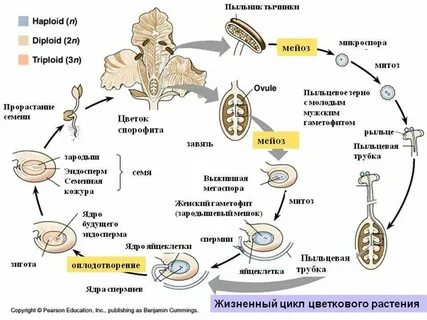 Жизненный цикл семян растений