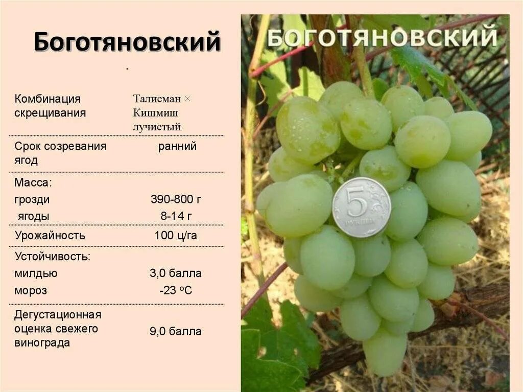 Виноград Вэлиант: описание сорта и характеристики, посадка и уход