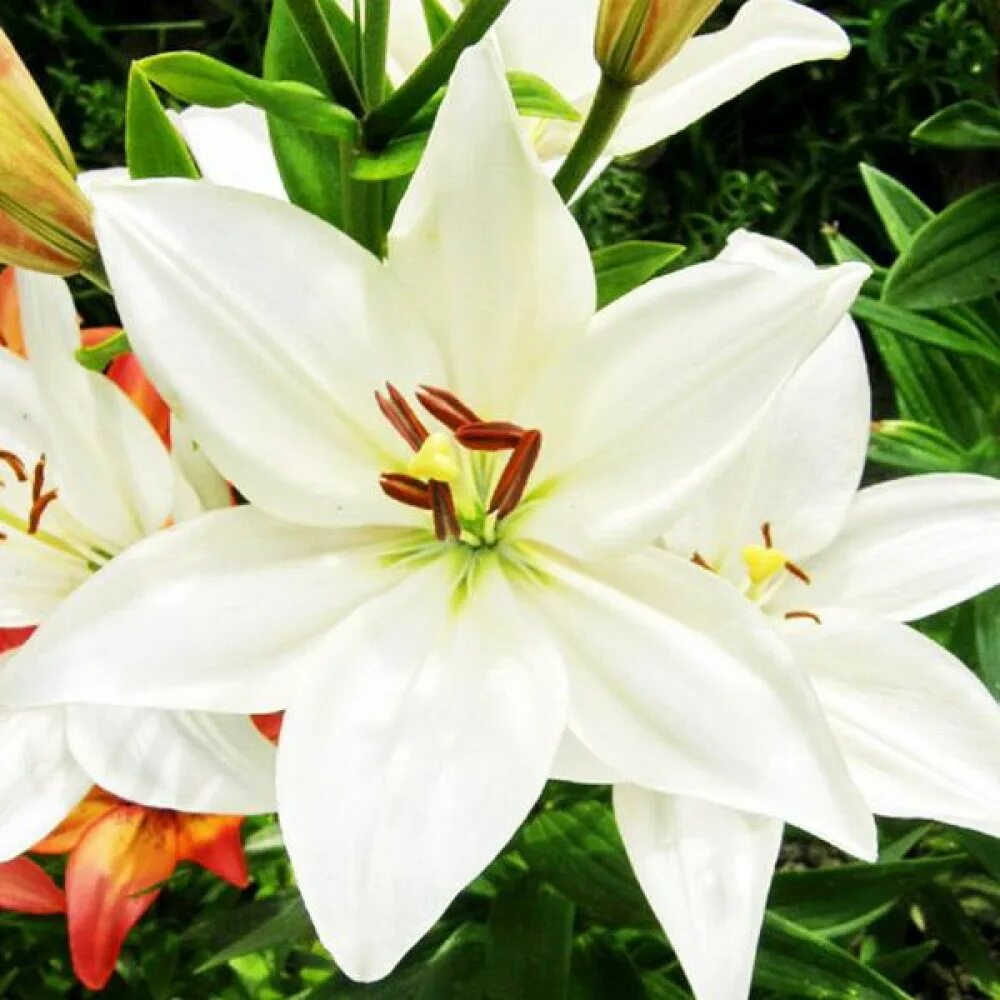 Лилия бридж даймонд. Лилия брайт даймонд ла-гибриды. Лилия брайт даймонд. Лилия брайт диамонд. Лилия брайт даймонд.