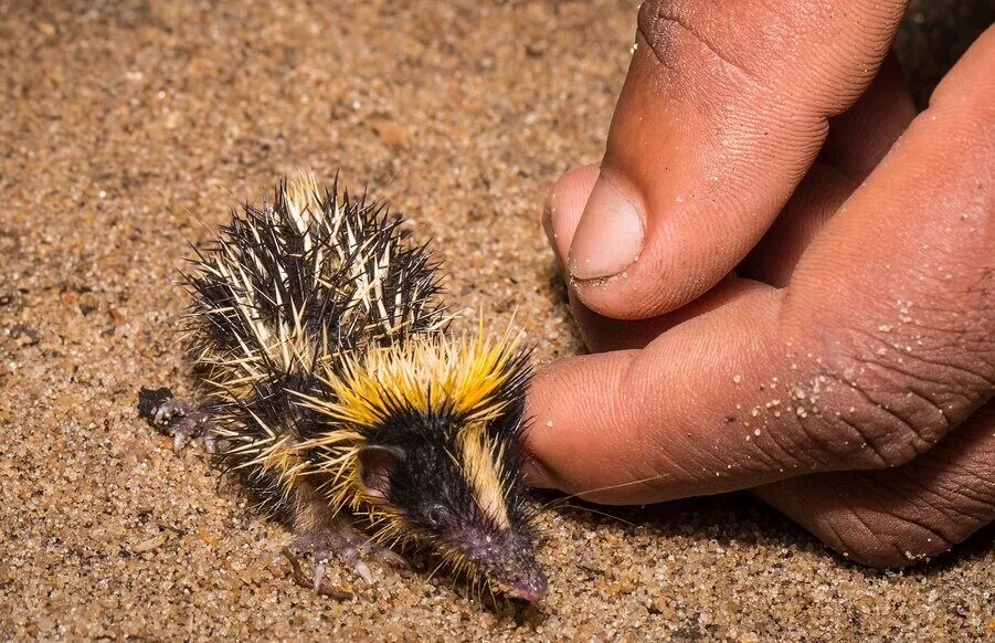 индокитайский еж. желтый ежик. ежик мультяшный. полосатый еж тенрек. желтый ежик.
