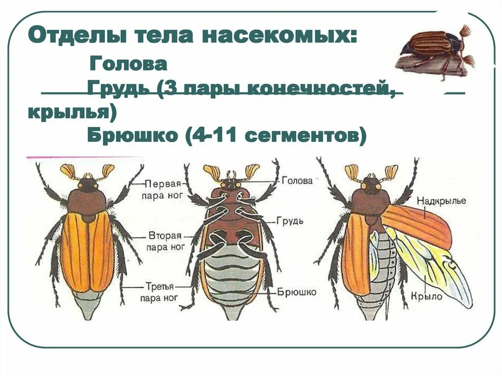 Насекомые имеют 3 отдела. Отделы тела насекомых. Насекомые голова грудь брюшко. Деление тела насекомых. Строение тела насекомого голова грудь брюшко.