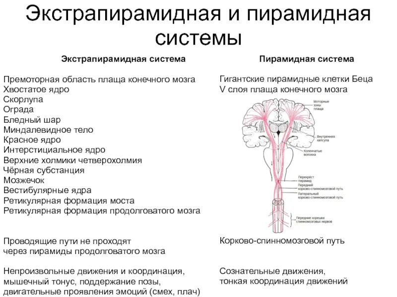 Двигательный путь функции. Проводящие пути экстрапирамидной системы схема. экстрапирамидная система неврология схема. анатомия экстрапирамидной системы схема. пирамидный путь неврология схема.
