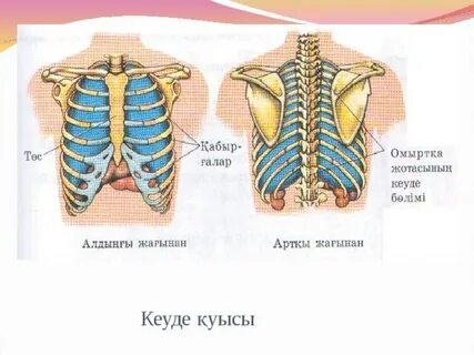 Минетпен танысу Киевте