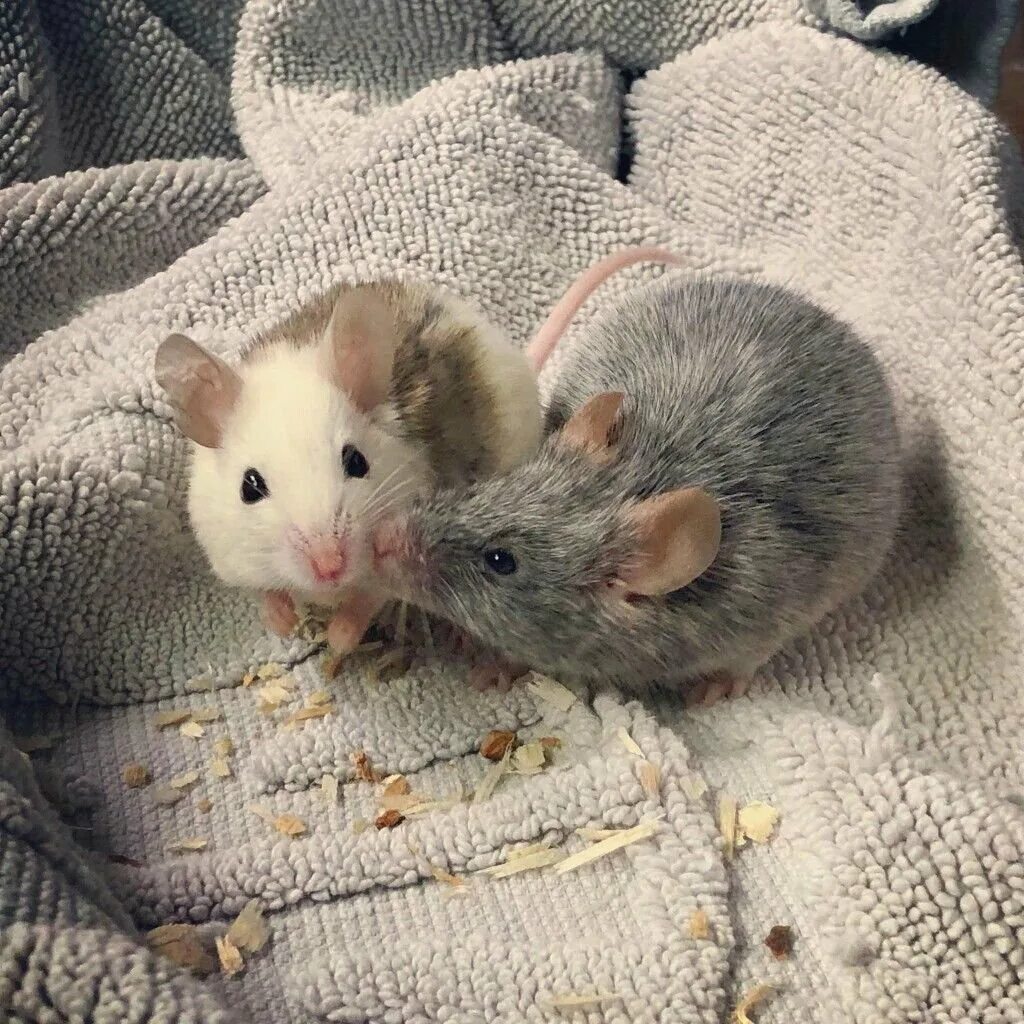Милые крысы. Мышка. Мышь Эстетика. Красивый мышонок. Мышь мило