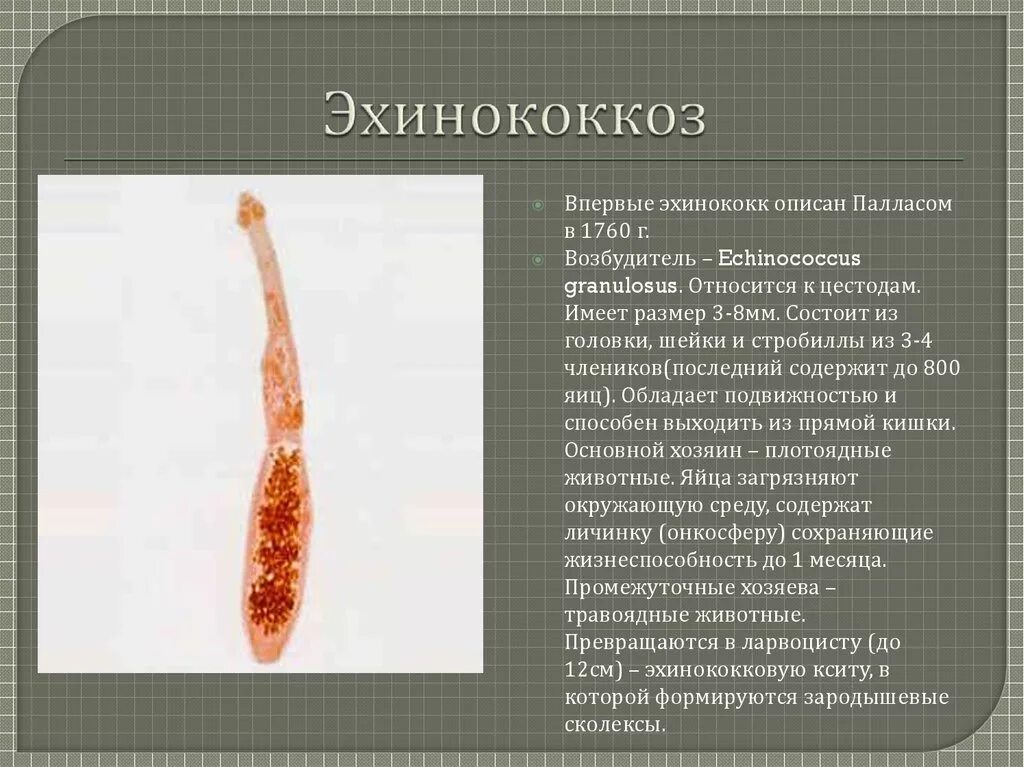 Ленточный червь эхинококк. Ленточного гельминта эхинококка. Эхинококкоз гранулосус.