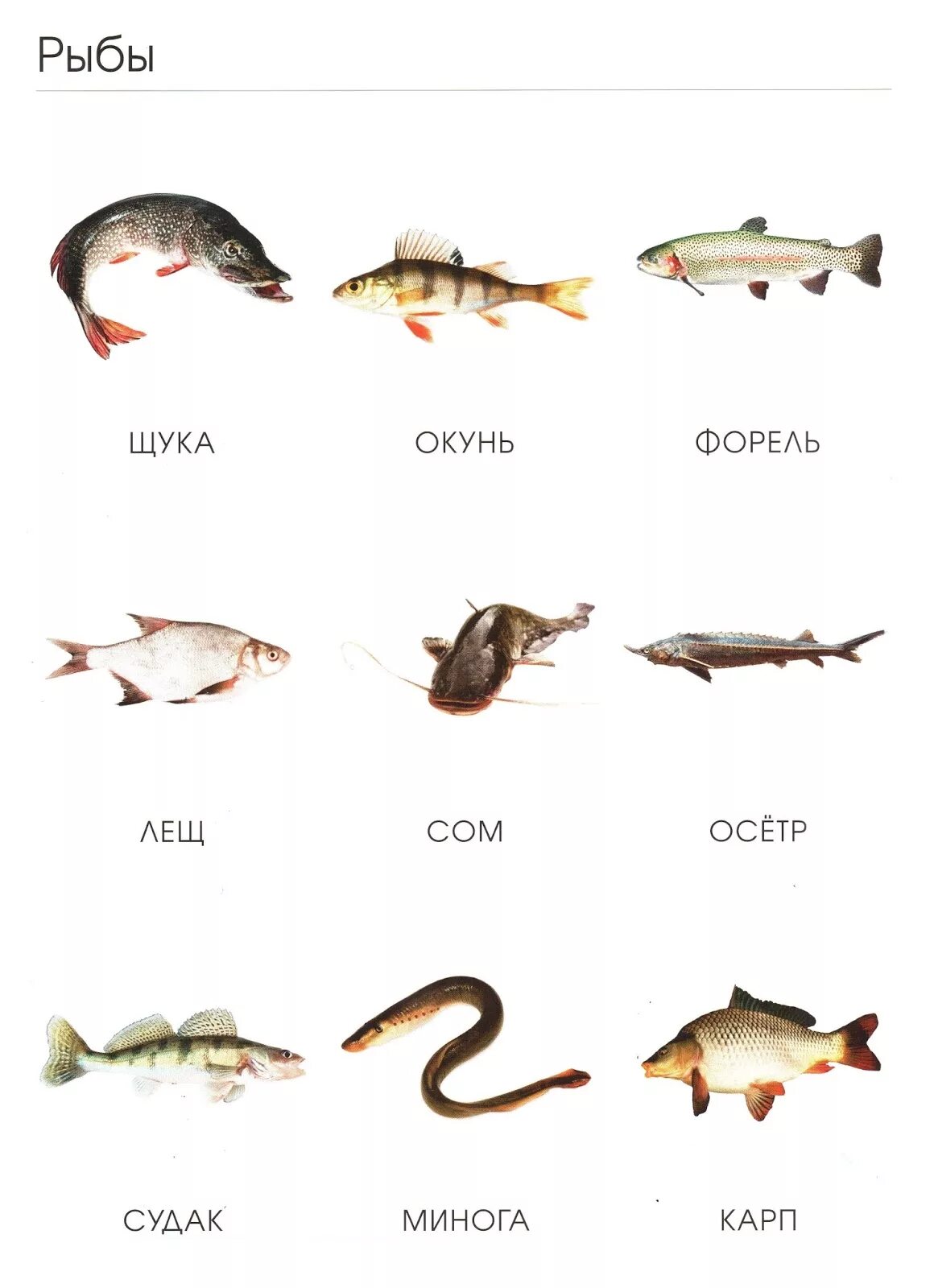 Рыбы похожие на буквы