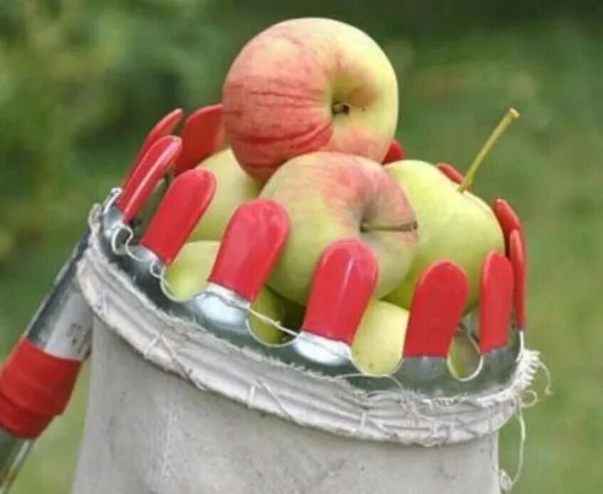 Приспособление для сбора яблок. Съемник для яблок. Приспособление для снятия яблок с дерева. Палка для сбора яблок. Убрать яблоню