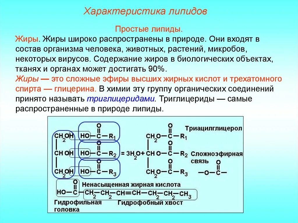 Жиры это простыми словами. Особенности строения простых липидов. Общая формула липидов и жиров. Характеристика простых липидов. Структура простых липидов.