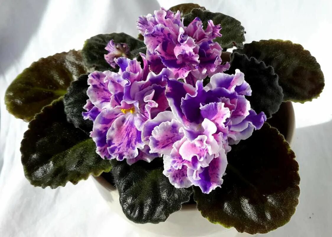 Фиалка buckeye seductress. Фиалки сорта н. Фиалка perky. Фиалка кардинал. Фиалки сорта н.