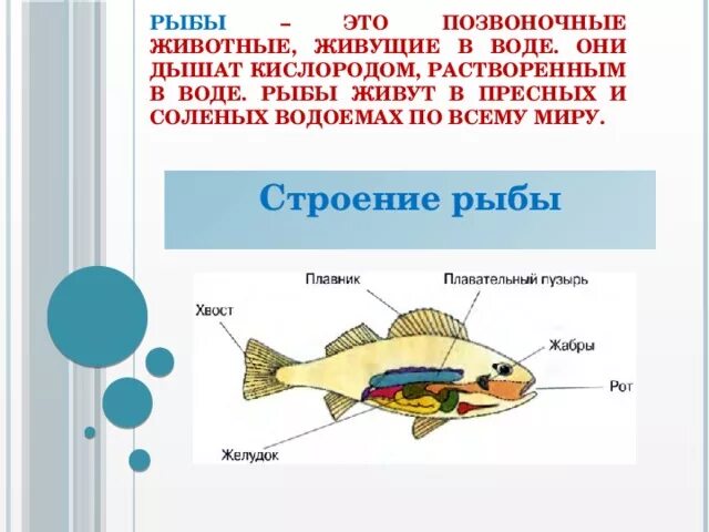 Рыбы обитающие в соленой воде. Рыбы это животные обитающие в воде. Рыбы обитающие в соленых водоемах. Рыбы живущие в пресной воде.