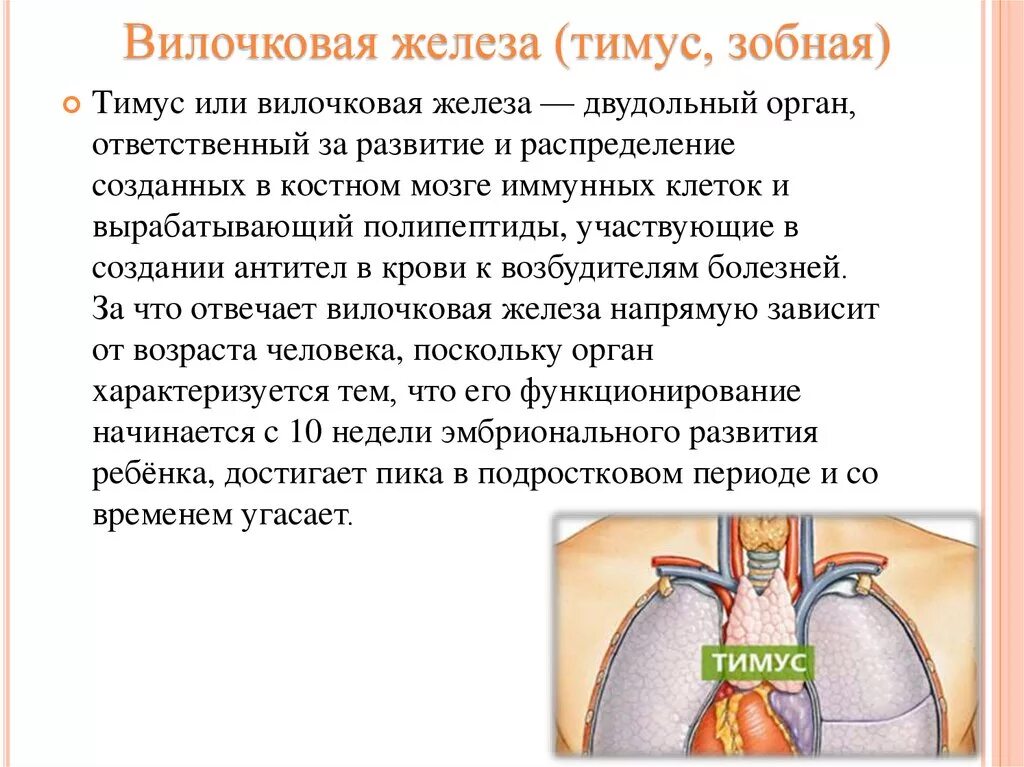 Иммунный орган тимус. Функции вилочковой железы у детей. Тимус или вилочковая железа. Остаточная ткань вилочковой железы. Тимус вилочковая железа функции.