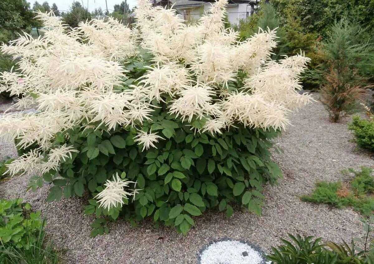 Арункус / волжанка двудомная. Волжанка двудомная (aruncus dioicus). Волжанка цветок описание. Арункус / волжанка двудомная. Волжанка цветок описание.