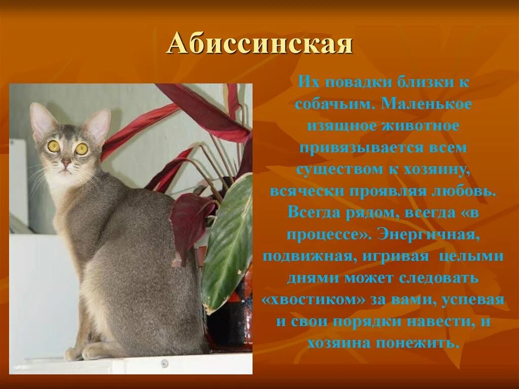Слова породы кошек. Абиссинская кошка описание породы. Описать породу кошки Абиссинская. Абиссинская кошка характер. Доклад про породу кошек.