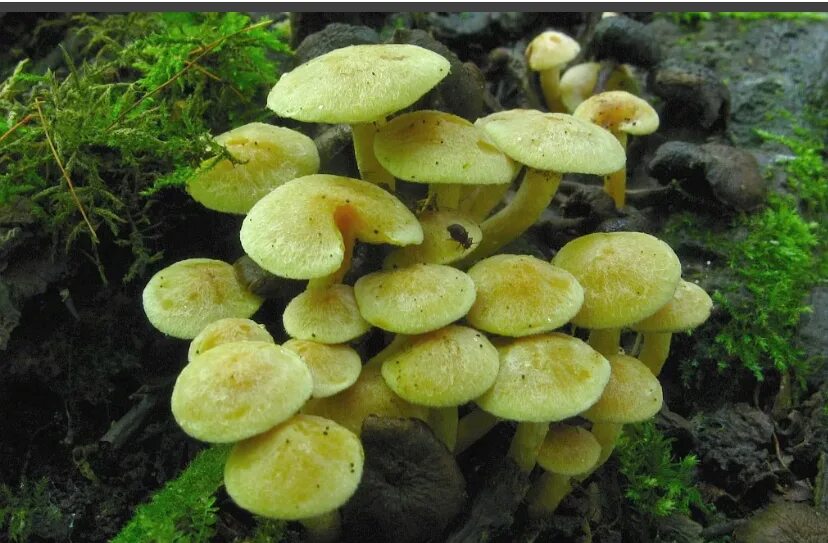 chicken of the woods edible mushrooms Chicken of the Woods Mushroom Identificati