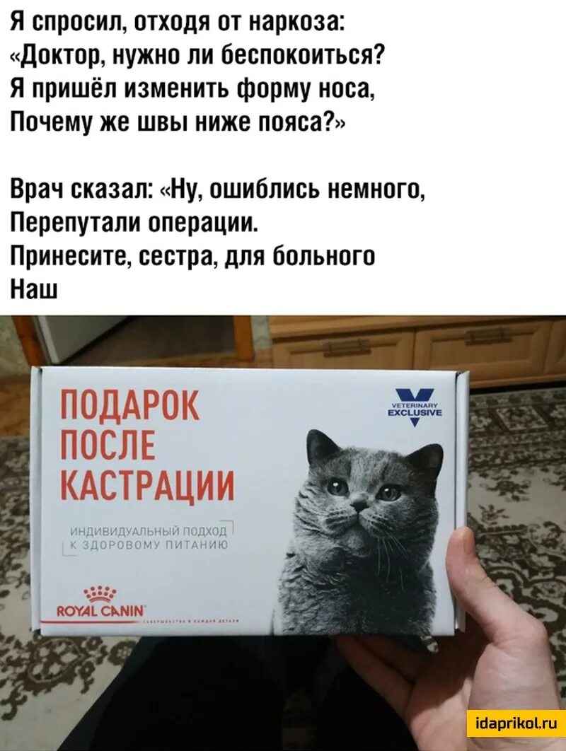 Кастрированный кот после наркоза. Стихи красивые со смыслом. Тапочки сапоги котики. Проблемы связанные с врачебными ошибками. История врачебных ошибок.