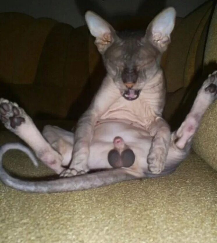 Cat penis. Сфинкс кот прикол с яйцами.