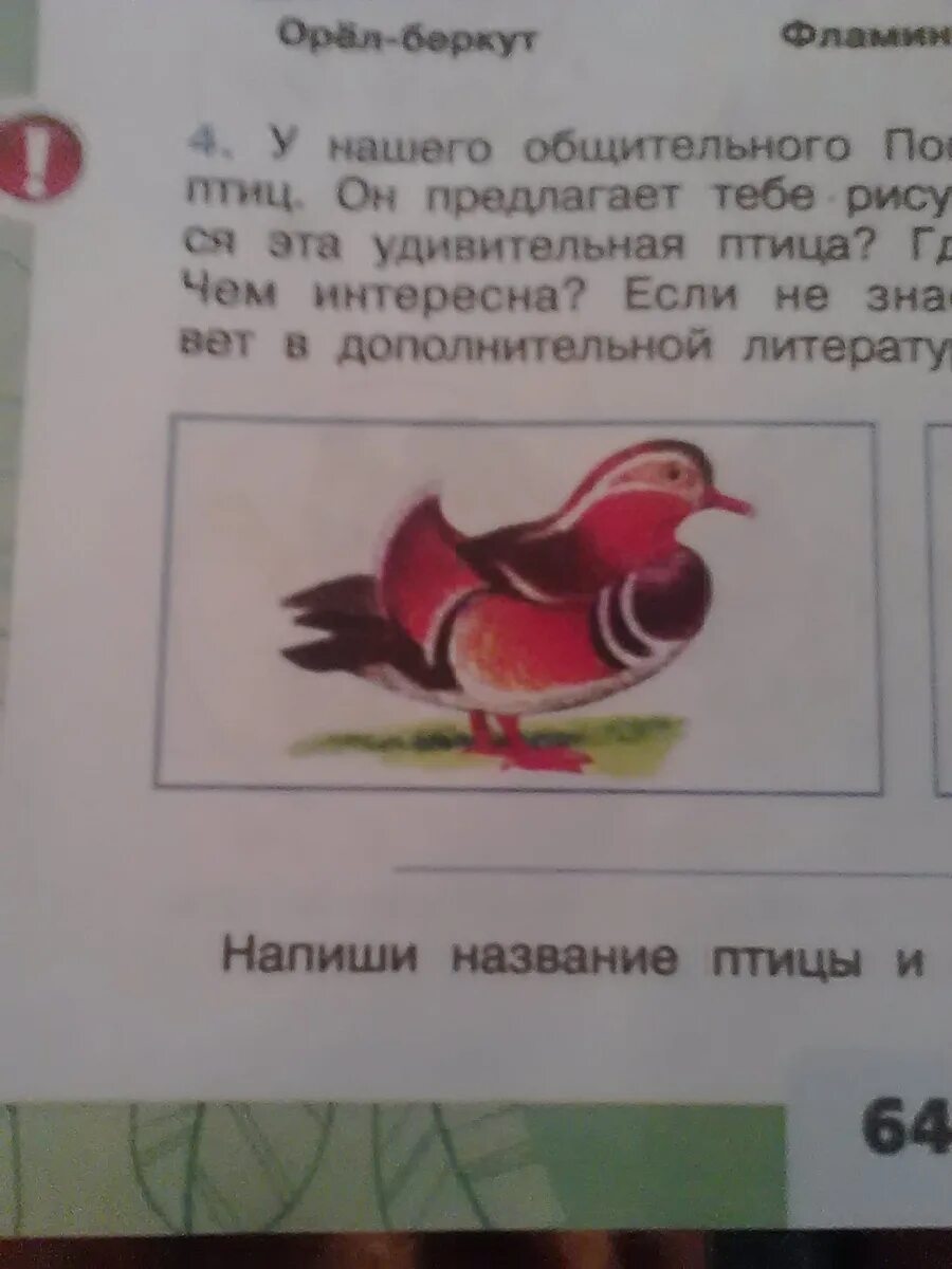 У нашего общительного попугая много