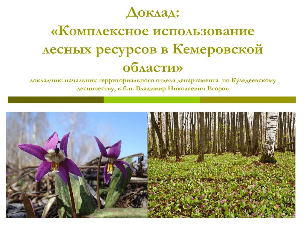Комплексное использование леса. Использование лесных ресурсов. комплексное использование лесного ресурса. комплексное использование лесов. лесное хозяйство кемеровской области.