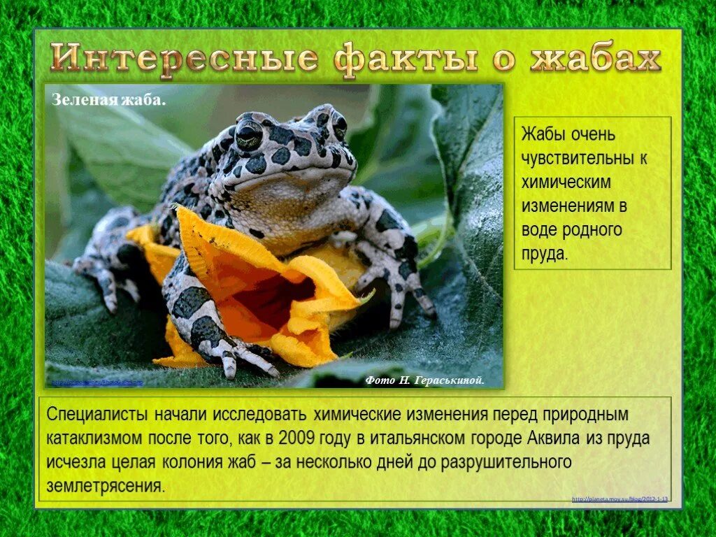 Интересные факты о лягушках. Удивительные факты о лягушках. интересное сообщение о лягушках. интересные факты о жабах.