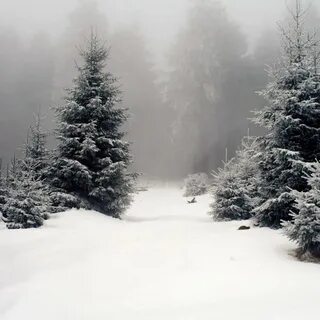Пейзаж елей