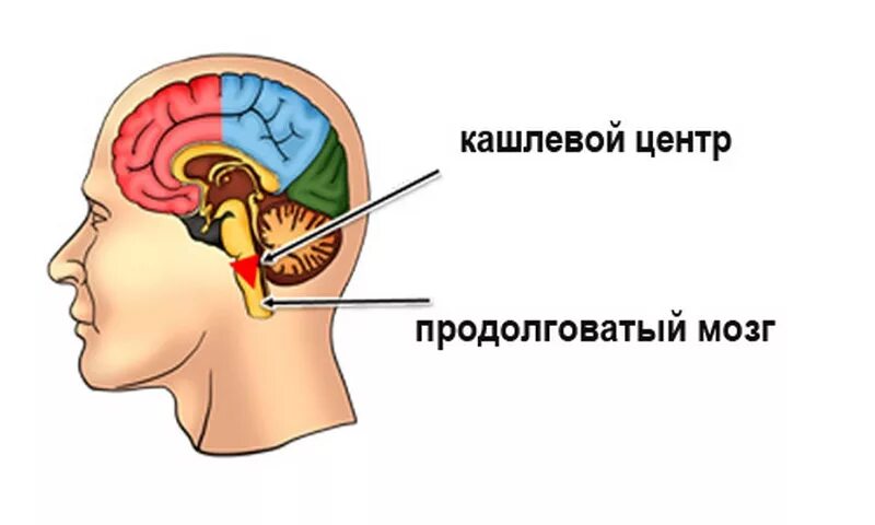 Кашлевой центр продолговатого мозга. Кашлевой центр в головном мозге. Рвотный и кашлевой центры. Кашлевой центр локализован в.