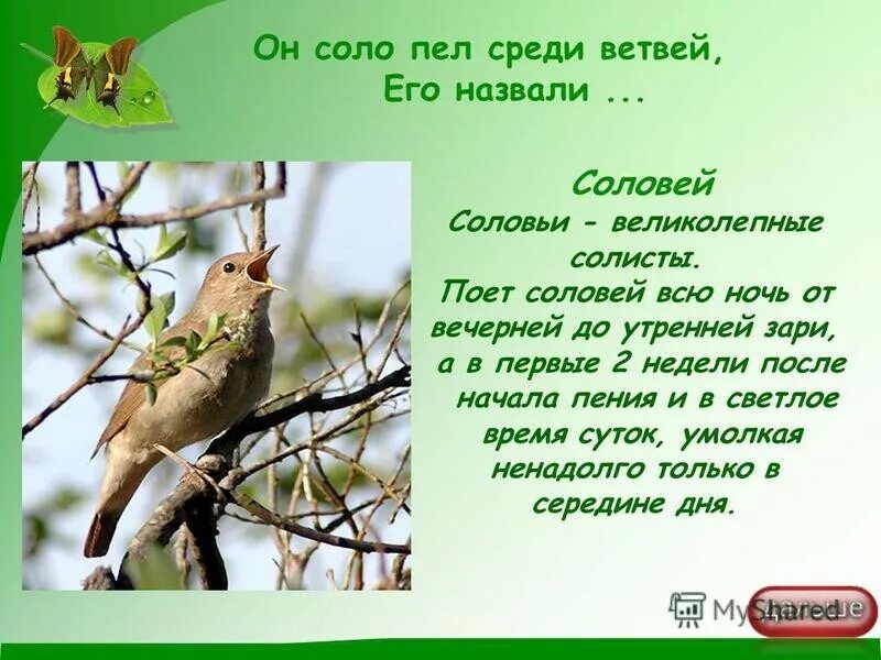 Пение птиц текст