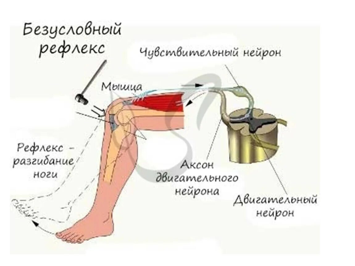 Как происходит рефлекс. Безусловные рефлексы. Коленный рефлекс замыкается. Коленный рефлекс вывод. Коленный рефлекс условный или безусловный.