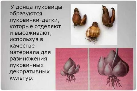 Характеристика луковицами
