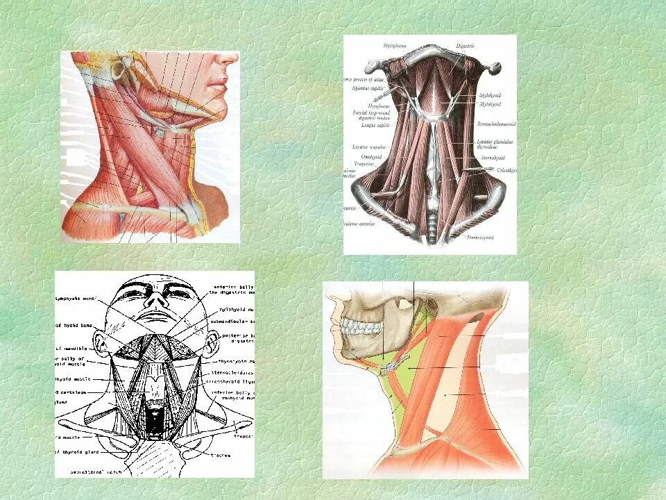 Анатомия мягких тканей. Анатомия мягких тканей. Анатомия мягких тканей. Анатомия мягких тканей головы. Мягкие ткани шеи анатомия.