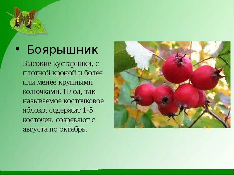 Значение слова кустарник. Боярышник презентация. боярышник для дошкольников. боярышник описание для детей. кустарник боярышник презентация.