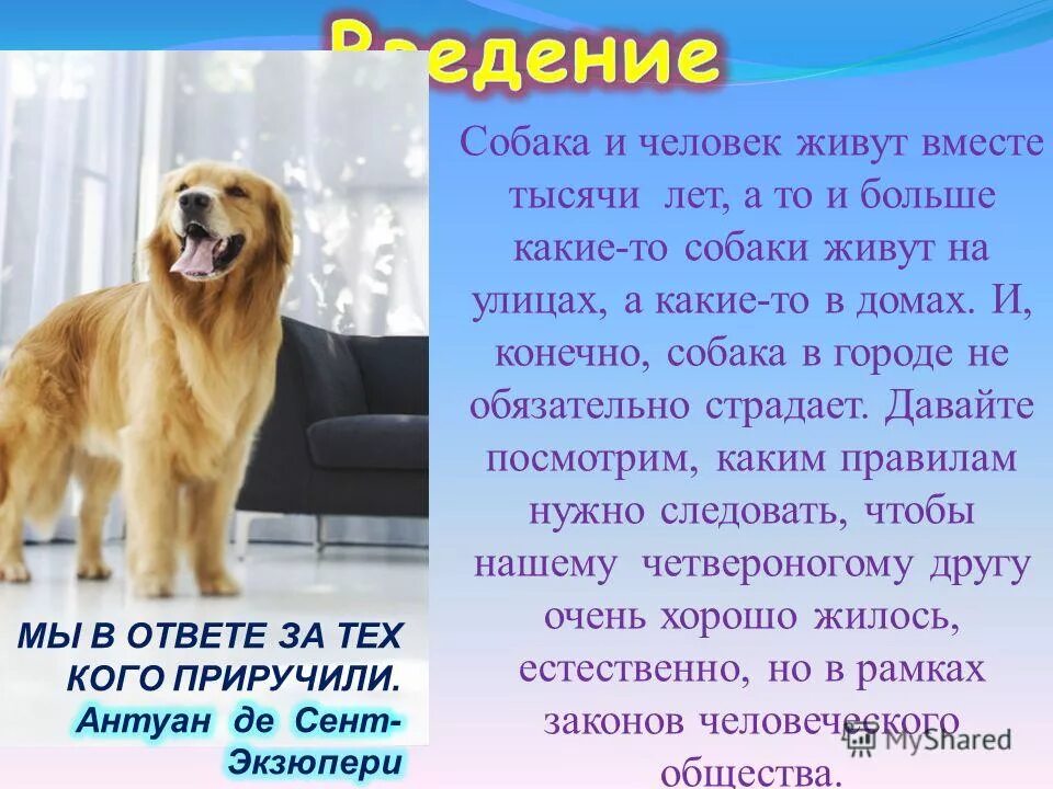 датский дог зевс. датский дог зевс. какая собака живет больше. дом для животных. неаполитанский мастиф геркулес.