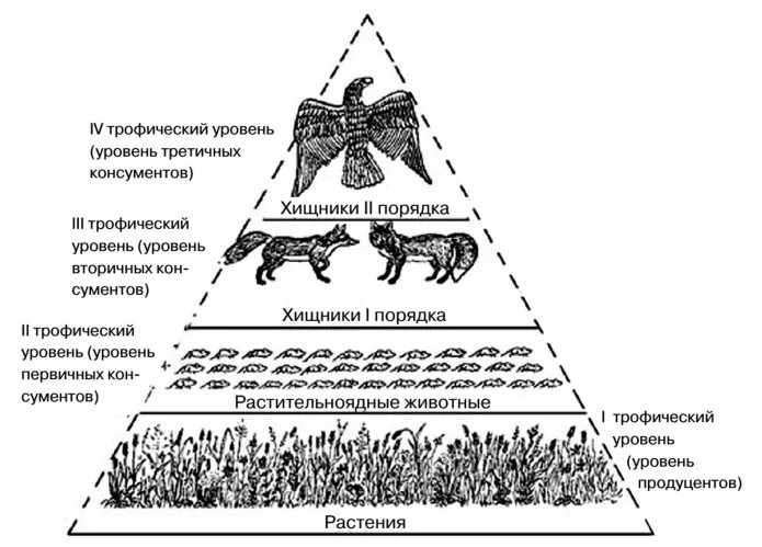 Постройте пирамиду чисел пищевой цепи. Трофические уровни экосистемы. Трофические уровни экологических систем. Трофические уровни экосистемы схема. Трофический уровень экологической пирамиды.
