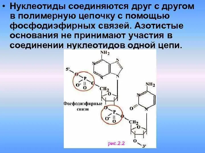 Мономером нуклеиновых кислот является нуклеотид. Нуклеотиды соединяются. Образование фосфодиэфирной связи между нуклеотидами. Соединяются нуклеотиды друг с другом. Фосфодиэфирная связь между нуклеотидами.