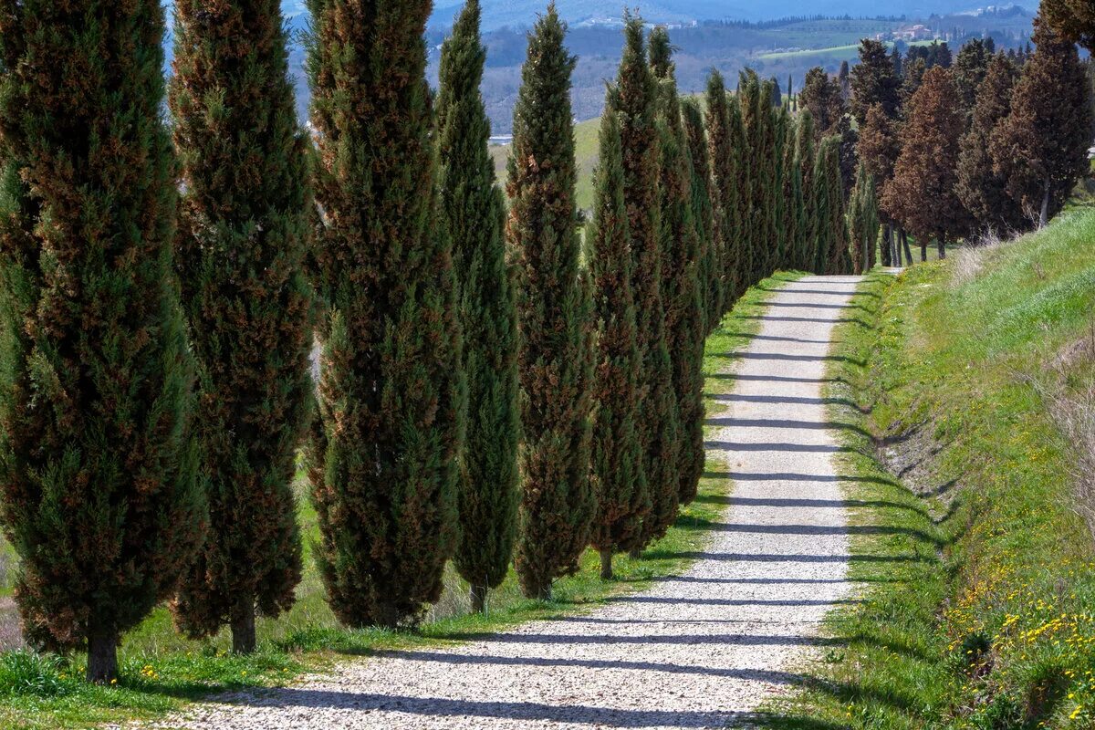 Кипарис что это. Кипарис вечнозеленый (Cupressus sempervirens). Кипарис Крымский пирамидальный. Пирамидальный Кипарис в Крыму. Кипарис вечнозеленый ‘пирамидальный’ — Cupressus sempervirens l. ‘pyramidalis’.