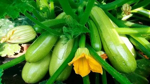 Можно собакам давать кабачки