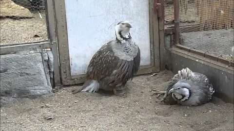 Индейка 4 буквы