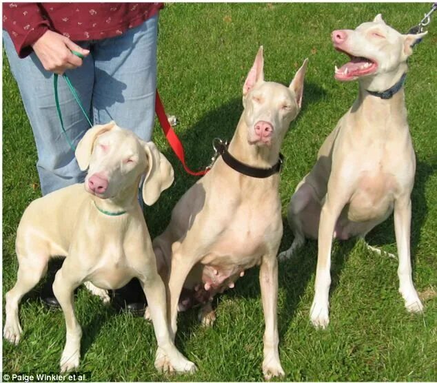 Как выглядит белый доберман #dobermanpinscher Doberman dogs, Doberman, Doberman pinscher