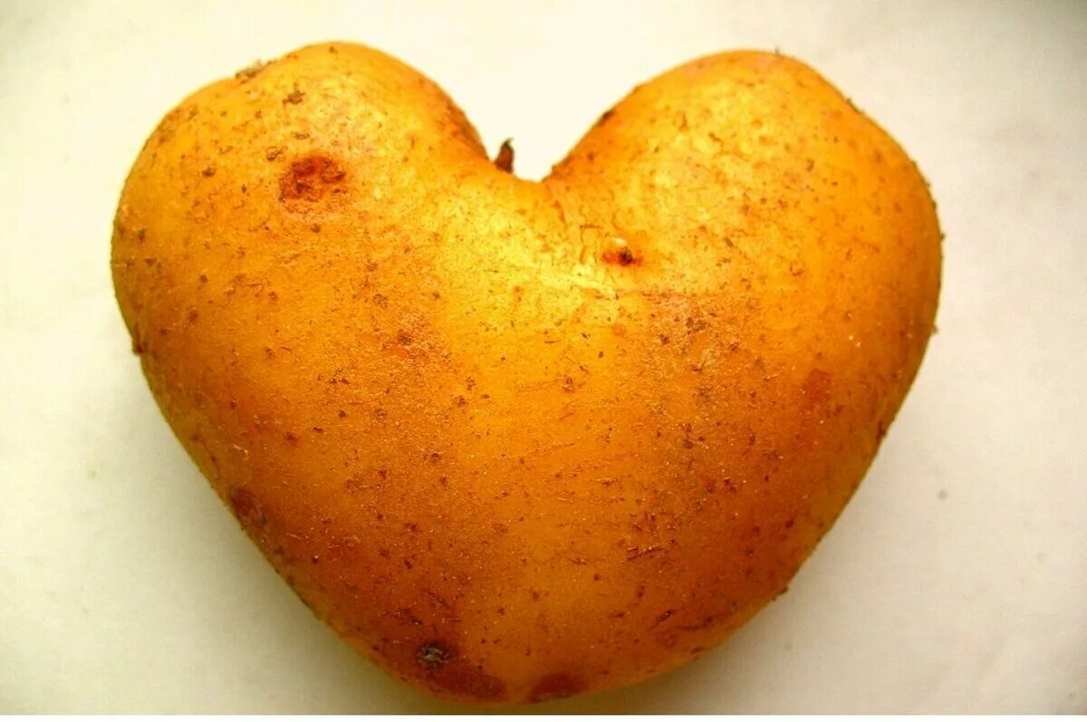 Картошка овощ или фрукт. Бульба картошка. Белорусский картофель. Картошка в виде сердца. Картофель в форме сердечка.