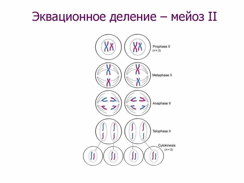 Опишите мейоз. Фазы мейоза 1. Мейоз 1 и мейоз 2 схема. Мейоз 2 фазы. Мейоз фазы первое деление второе деление.