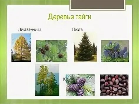 В тайге растут какие деревья ответ 4. Ель сосна кедр пихта тайга. деревья тайги. хвойные деревья тайги. хвойные растения тайги.